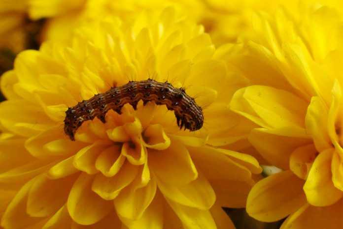 Oruga en crisantemo amarillo