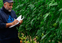 Planes de abonado en tomate
