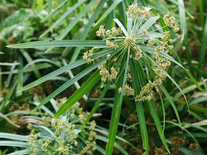 planta acuatic cyperus alternifolius