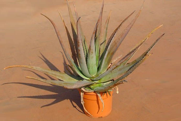 Planta aloe vera