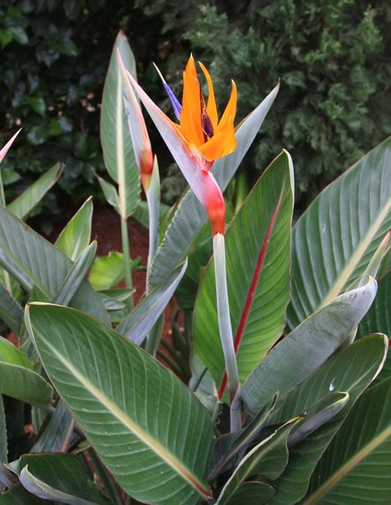 La Strelitzia reginae en el jardín | Revista de Flores, Plantas,  Jardinería, Paisajismo y Medio ambiente