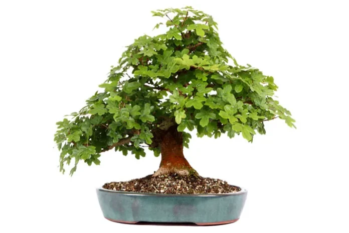 Planta de bonsái de Acer campestris