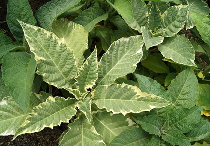 planta brugmansia versicolor