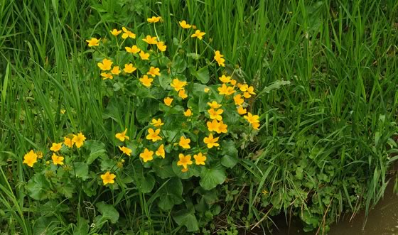 Caltha palustris en los estanques