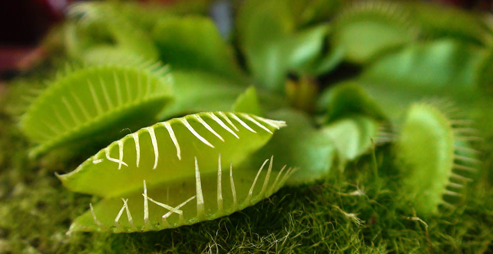 Plantas carnívoras ornamentales