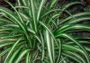 Planta chlorophytum comosum