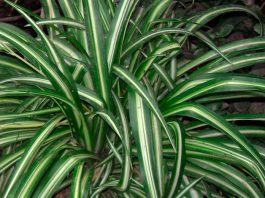 Planta chlorophytum comosum