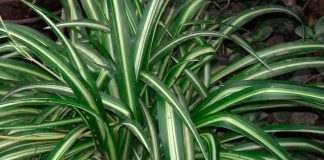 Planta chlorophytum comosum