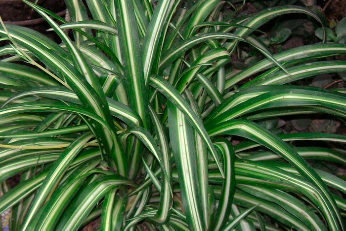 Chlorophytum comosum | Revista de Flores, Plantas, Jardinería, Paisajismo y  Medio ambiente