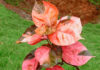 Planta de Acalypha wilkesiana