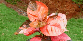 Planta de Acalypha wilkesiana