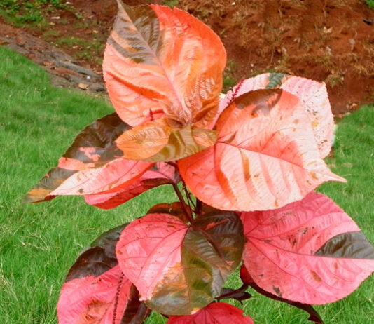 Planta de Acalypha wilkesiana