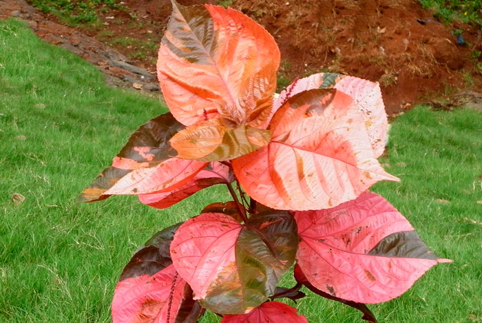 Acalypha wilkesiana