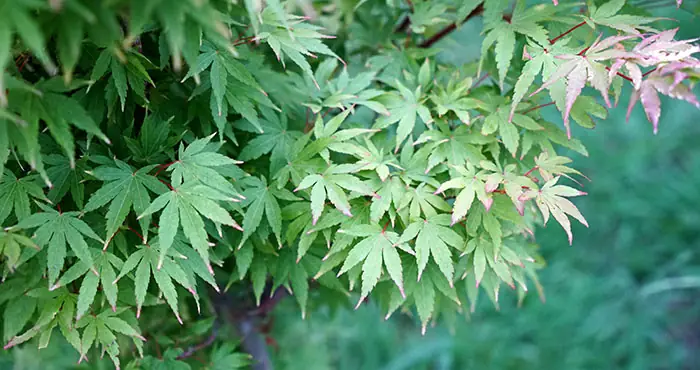 Planta de Acer palmatum