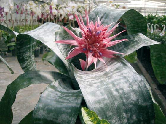 Aechmea fasciata | Revista de Flores, Plantas, Jardinería, Paisajismo y  Medio ambiente