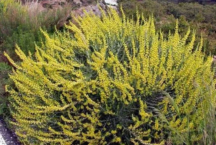 Planta de Anthyllis cytisoides en floración
