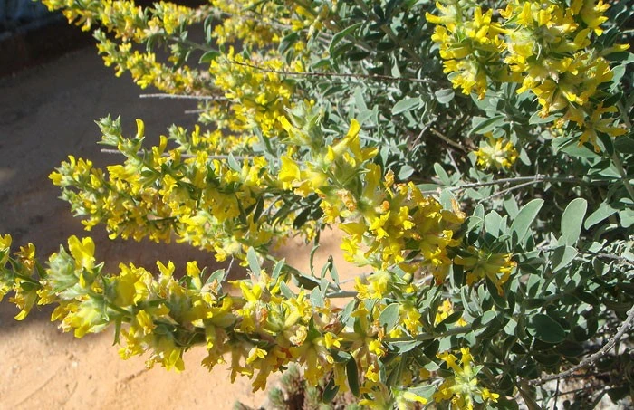 Planta de Anthyllis cytisoides en floración
