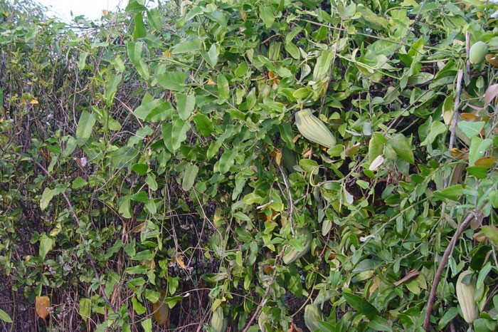 Araujia sericifera, la planta cruel