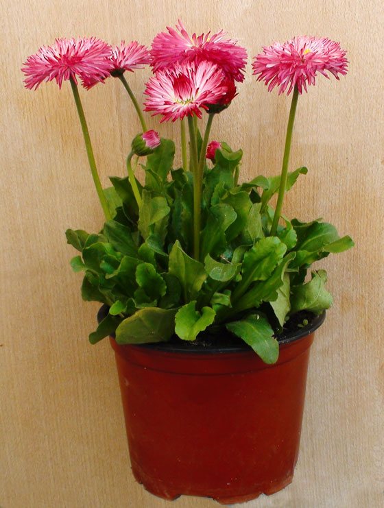 Planta de Bellis perennis