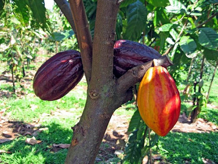 Planta de cacao