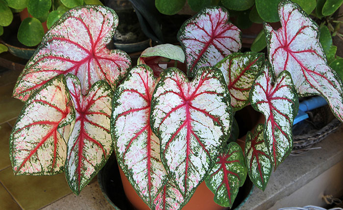 Planta de Caladium en maceta