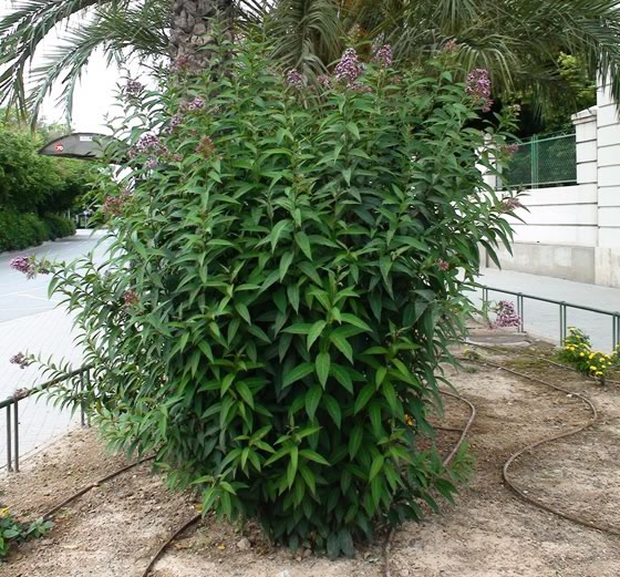 Planta de Cestrum elegans