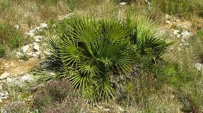 Chamaerops humilis