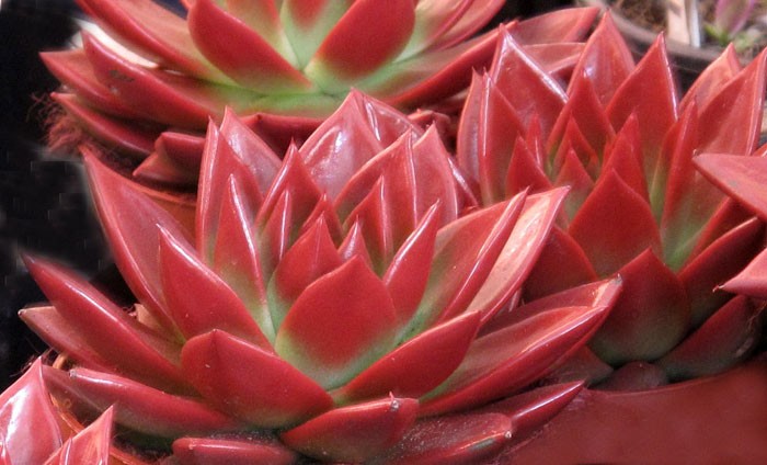 Planta de Echeveria