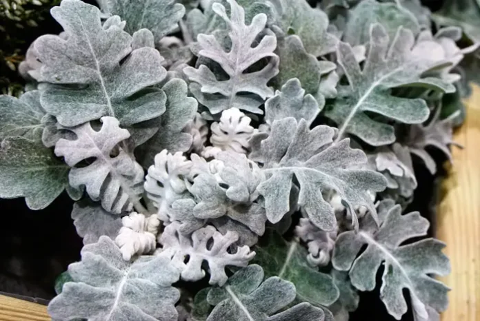 Planta de Cineraria maritima