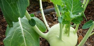 Planta de colinabo