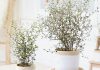 Planta de Corokia maori