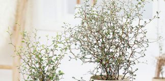 Planta de Corokia maori