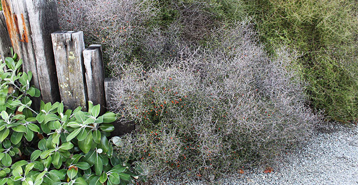 Planta de Corokia maori en el jardín