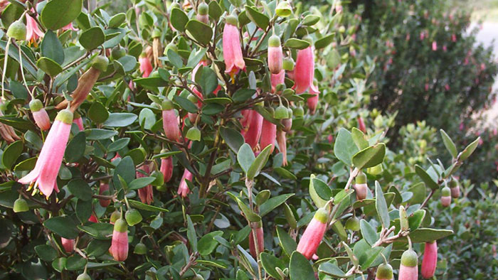 Planta de Correa pulchella