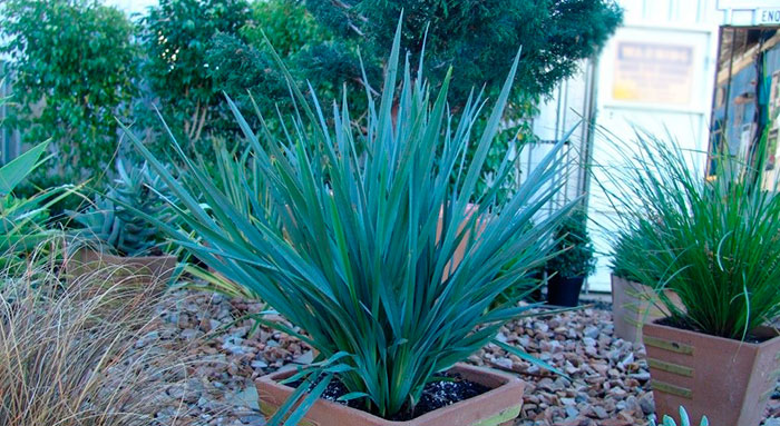 Plantas de Dianella caerulea