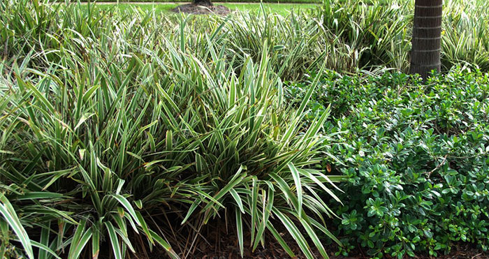 Plantas de Dianella tasmanica