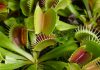 Planta de Dionaea muscipula