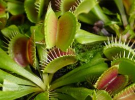 Planta de Dionaea muscipula