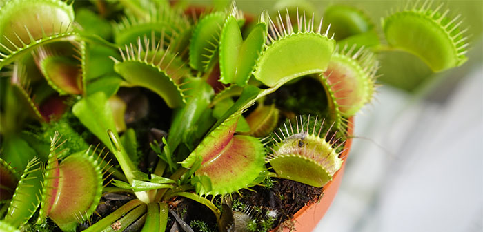 Dionaea muscipula