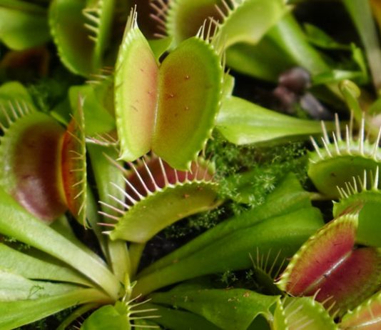 Planta de Dionaea muscipula