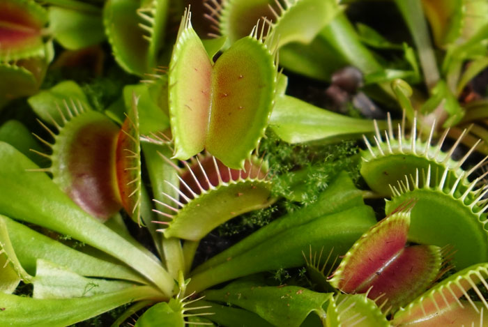 Planta de Dionaea muscipula