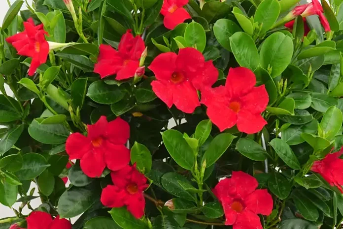 Planta de Dipladenia en maceta