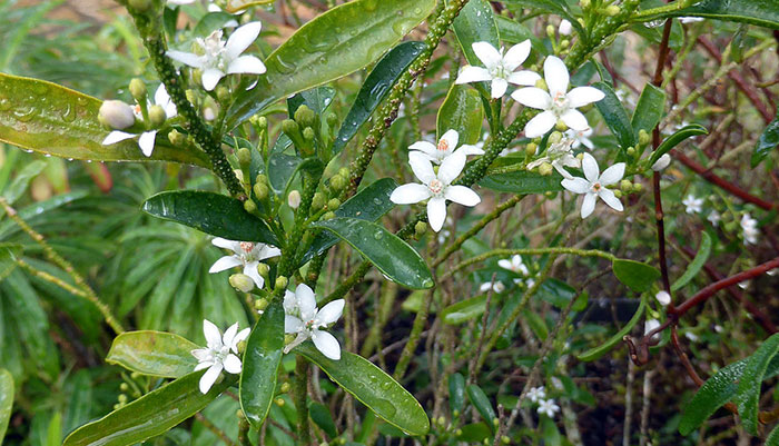 Planta de Eriostemon myoporoides