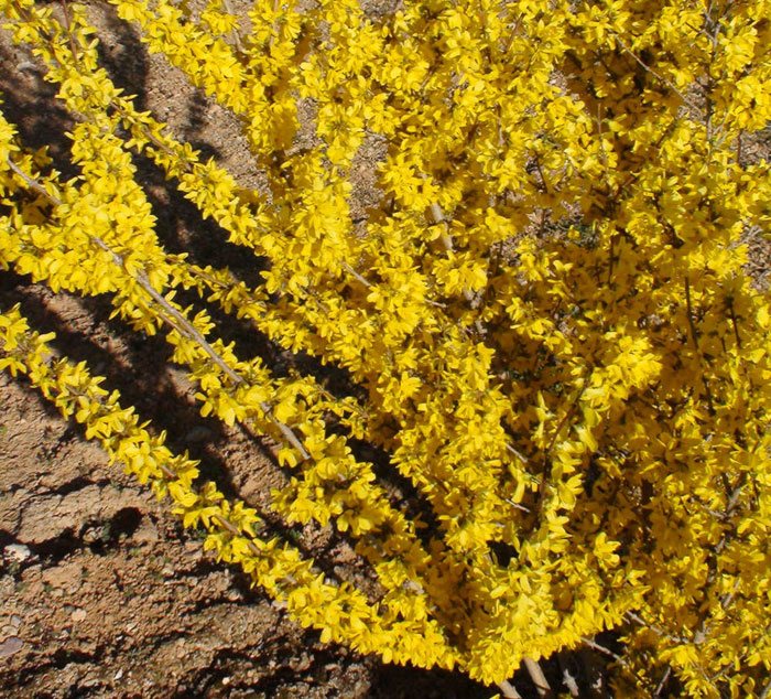 Forsythia x intermedia