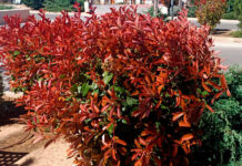 Planta de Fotinia en el jardín