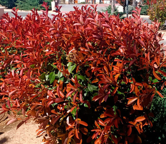 Planta de Fotinia en el jardín