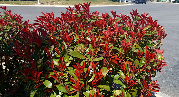 Planta de Fotinia en el jardín