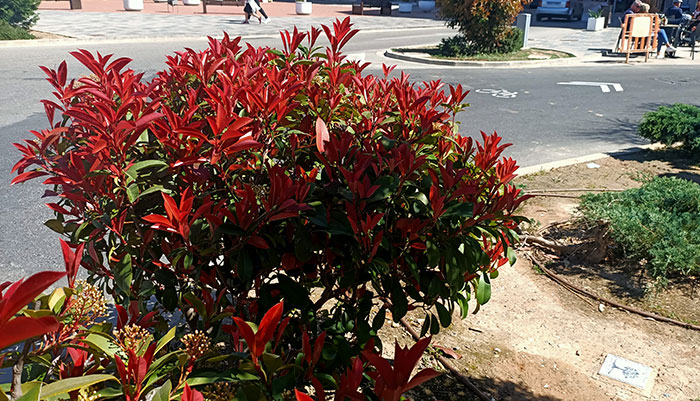 Planta de Fotinia en el jardín