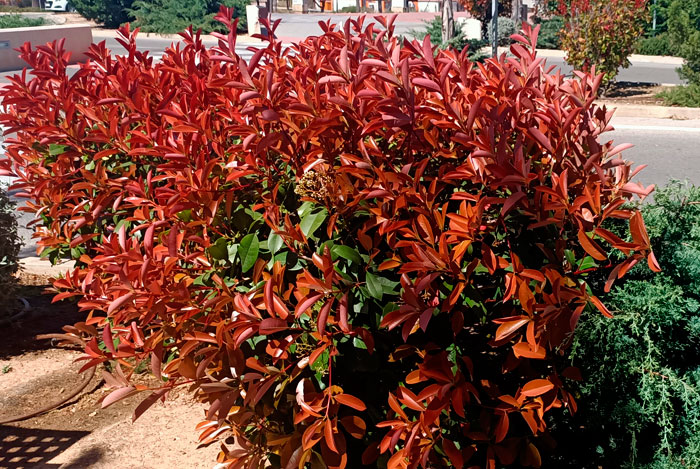 Planta de Fotinia en el jardín