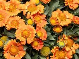 Planta de Gaillardia hybrida